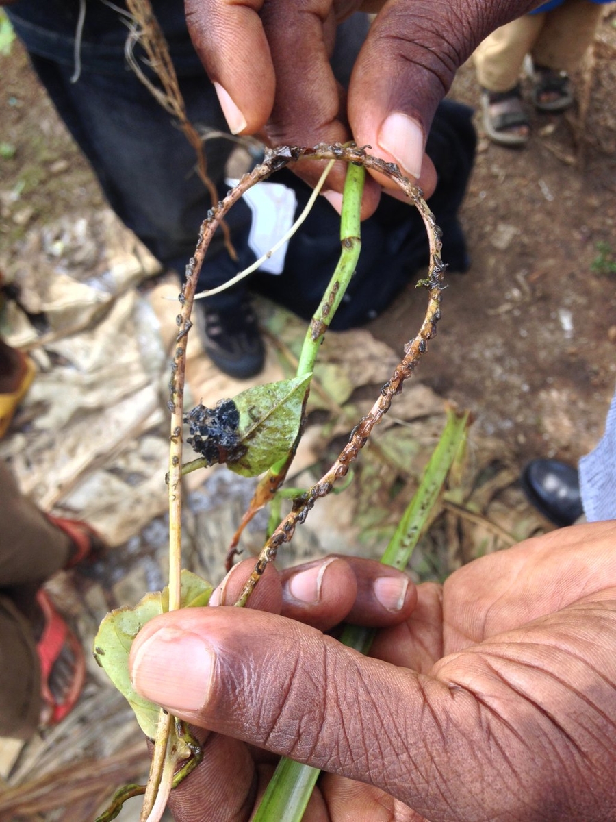 Blackfly Larvae
